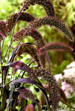 Varpinis augalas - setaria "Red Jewel"
