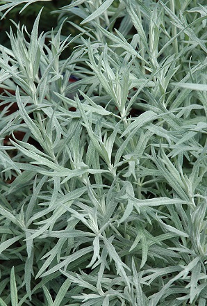 Artemisia Silver Queen