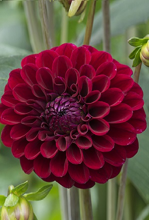 Dahlia Maroon Fox