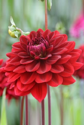 Dahlia Red Runner