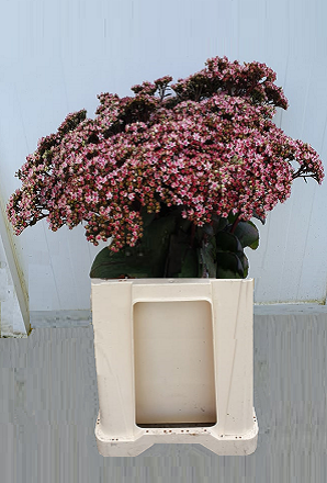 Sedum Matrona (50 cm) silokai
