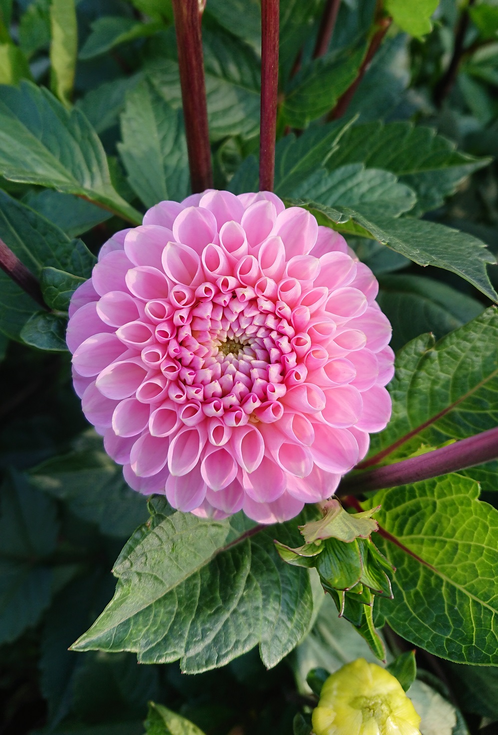 Dahlia Wizard of Oz (50 cm) - MeskosgelesMeskosgeles